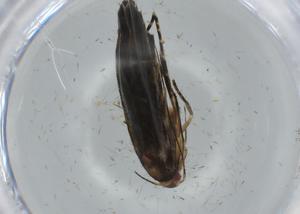  ( - BIOUG74758-G04)  @11 [ ] CreativeCommons - Attribution (2021) Centre for Biodiversity Genomics Centre for Biodiversity Genomics