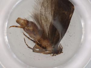  (gelMalaise01 malaise4744 - BIOUG74801-B07)  @11 [ ] CreativeCommons - Attribution (2021) Centre for Biodiversity Genomics Centre for Biodiversity Genomics