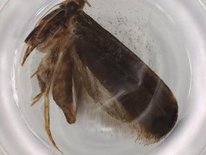  ( - BIOUG74801-E02)  @11 [ ] CreativeCommons - Attribution (2021) Centre for Biodiversity Genomics Centre for Biodiversity Genomics