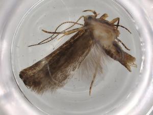  ( - BIOUG74801-H01)  @11 [ ] CreativeCommons - Attribution (2021) Centre for Biodiversity Genomics Centre for Biodiversity Genomics