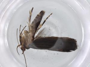  ( - BIOUG74802-E08)  @11 [ ] CreativeCommons - Attribution (2021) Centre for Biodiversity Genomics Centre for Biodiversity Genomics