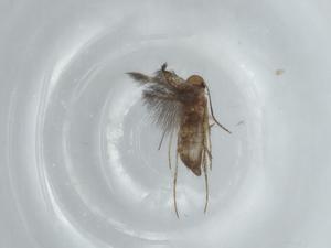  ( - BIOUG74834-A04)  @11 [ ] CreativeCommons - Attribution (2021) Centre for Biodiversity Genomics Centre for Biodiversity Genomics