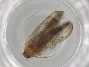  (gelMalaise01 Malaise4254 - BIOUG74836-A07)  @11 [ ] CreativeCommons - Attribution (2021) Centre for Biodiversity Genomics Centre for Biodiversity Genomics