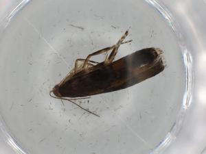  ( - BIOUG74836-C08)  @11 [ ] CreativeCommons - Attribution (2021) Centre for Biodiversity Genomics Centre for Biodiversity Genomics