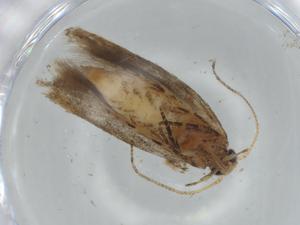  (gelMalaise01 Malaise0207 - BIOUG74837-F10)  @11 [ ] CreativeCommons - Attribution (2021) Centre for Biodiversity Genomics Centre for Biodiversity Genomics