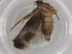  ( - BIOUG74966-C10)  @11 [ ] CreativeCommons - Attribution (2021) Centre for Biodiversity Genomics Centre for Biodiversity Genomics