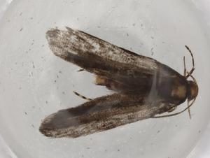  ( - BIOUG74978-D02)  @11 [ ] CreativeCommons - Attribution (2021) Centre for Biodiversity Genomics Centre for Biodiversity Genomics