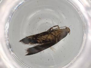  ( - BIOUG74999-A12)  @11 [ ] CreativeCommons - Attribution (2021) Centre for Biodiversity Genomics Centre for Biodiversity Genomics