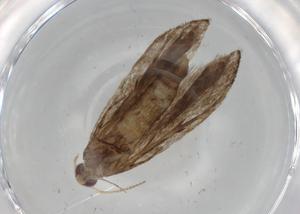  ( - BIOUG75000-G12)  @11 [ ] CreativeCommons - Attribution (2021) Centre for Biodiversity Genomics Centre for Biodiversity Genomics