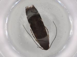  ( - BIOUG75036-D02)  @11 [ ] CreativeCommons - Attribution (2021) Centre for Biodiversity Genomics Centre for Biodiversity Genomics