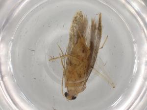  ( - BIOUG75071-E01)  @11 [ ] CreativeCommons - Attribution (2021) Centre for Biodiversity Genomics Centre for Biodiversity Genomics