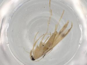  ( - BIOUG75071-E12)  @11 [ ] CreativeCommons - Attribution (2021) Centre for Biodiversity Genomics Centre for Biodiversity Genomics