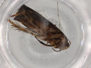  ( - BIOUG75071-F03)  @11 [ ] CreativeCommons - Attribution (2021) Centre for Biodiversity Genomics Centre for Biodiversity Genomics