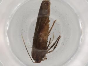  (Hypatopa Malaise9640 - BIOUG75072-D09)  @11 [ ] CreativeCommons - Attribution (2021) Centre for Biodiversity Genomics Centre for Biodiversity Genomics