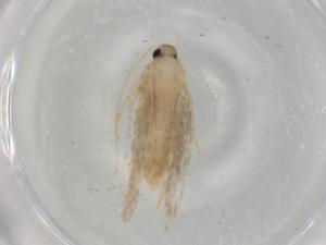  ( - BIOUG75229-F07)  @11 [ ] CreativeCommons - Attribution (2021) Centre for Biodiversity Genomics Centre for Biodiversity Genomics