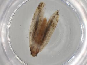  ( - BIOUG75229-H04)  @11 [ ] CreativeCommons - Attribution (2021) Centre for Biodiversity Genomics Centre for Biodiversity Genomics