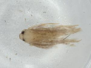  (gelMalaise01 Malaise0660 - BIOUG75242-A04)  @11 [ ] CreativeCommons - Attribution (2021) Centre for Biodiversity Genomics Centre for Biodiversity Genomics