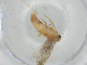  ( - BIOUG75242-B07)  @11 [ ] CreativeCommons - Attribution (2021) Centre for Biodiversity Genomics Centre for Biodiversity Genomics