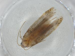  ( - BIOUG75242-D06)  @11 [ ] CreativeCommons - Attribution (2021) Centre for Biodiversity Genomics Centre for Biodiversity Genomics