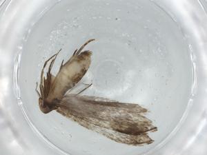  ( - BIOUG75242-F12)  @11 [ ] CreativeCommons - Attribution (2021) Centre for Biodiversity Genomics Centre for Biodiversity Genomics