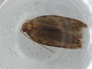  (Keiferia Malaise9950 - BIOUG75242-H07)  @11 [ ] CreativeCommons - Attribution (2021) Centre for Biodiversity Genomics Centre for Biodiversity Genomics