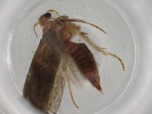  (Hypatopa Malaise9495 - BIOUG75245-A09)  @11 [ ] CreativeCommons - Attribution (2021) Centre for Biodiversity Genomics Centre for Biodiversity Genomics