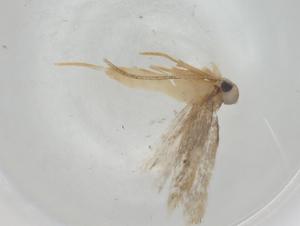  ( - BIOUG75255-A09)  @11 [ ] CreativeCommons - Attribution (2021) Centre for Biodiversity Genomics Centre for Biodiversity Genomics