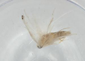  (gelJanzen01 Malaise9723 - BIOUG75255-B01)  @11 [ ] CreativeCommons - Attribution (2021) Centre for Biodiversity Genomics Centre for Biodiversity Genomics