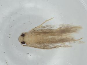  ( - BIOUG75256-A08)  @11 [ ] CreativeCommons - Attribution (2021) Centre for Biodiversity Genomics Centre for Biodiversity Genomics