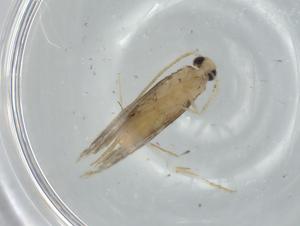  ( - BIOUG75256-H05)  @11 [ ] CreativeCommons - Attribution (2021) Centre for Biodiversity Genomics Centre for Biodiversity Genomics