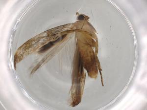  ( - BIOUG75277-A01)  @11 [ ] CreativeCommons - Attribution (2021) Centre for Biodiversity Genomics Centre for Biodiversity Genomics