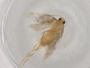  ( - BIOUG75406-D07)  @11 [ ] CreativeCommons - Attribution (2021) Centre for Biodiversity Genomics Centre for Biodiversity Genomics