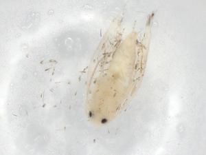  ( - BIOUG75407-C06)  @11 [ ] CreativeCommons - Attribution (2021) Centre for Biodiversity Genomics Centre for Biodiversity Genomics