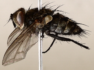  ( - BIOUG62725-A04)  @11 [ ] CreativeCommons - Attribution (2021) CBG Photography Group Centre for Biodiversity Genomics