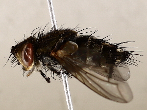  ( - BIOUG62725-A08)  @11 [ ] CreativeCommons - Attribution (2021) CBG Photography Group Centre for Biodiversity Genomics