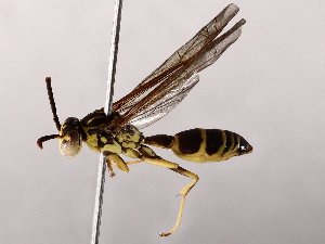  ( - BIOUG64398-B01)  @11 [ ] CreativeCommons - Attribution (2021) CBG Photography Group Centre for Biodiversity Genomics