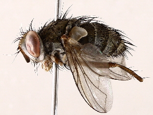  ( - BIOUG64400-C01)  @11 [ ] CreativeCommons - Attribution (2021) CBG Photography Group Centre for Biodiversity Genomics