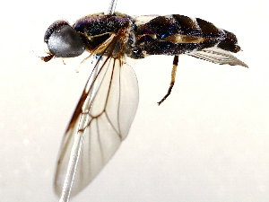  ( - BIOUG71255-B02)  @11 [ ] CreativeCommons - Attribution (2021) CBG Photography Group Centre for Biodiversity Genomics