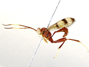  ( - BIOUG71255-C08)  @11 [ ] CreativeCommons - Attribution (2021) CBG Photography Group Centre for Biodiversity Genomics