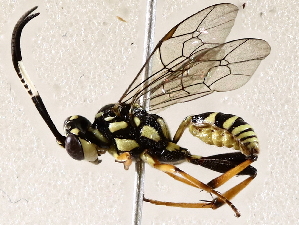  ( - BIOUG72911-H06)  @11 [ ] CreativeCommons - Attribution (2021) CBG Photography Group Centre for Biodiversity Genomics