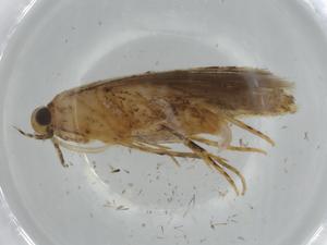  ( - BIOUG74440-F10)  @11 [ ] CreativeCommons - Attribution (2021) Centre for Biodiversity Genomics Centre for Biodiversity Genomics