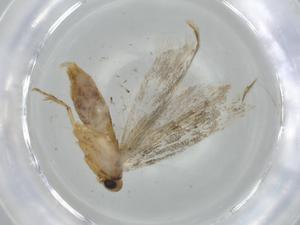  ( - BIOUG74440-G05)  @11 [ ] CreativeCommons - Attribution (2021) Centre for Biodiversity Genomics Centre for Biodiversity Genomics