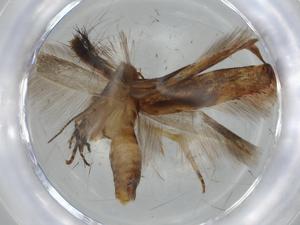  ( - BIOUG74440-G07)  @11 [ ] CreativeCommons - Attribution (2021) Centre for Biodiversity Genomics Centre for Biodiversity Genomics