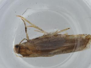  ( - BIOUG74440-H10)  @11 [ ] CreativeCommons - Attribution (2021) Centre for Biodiversity Genomics Centre for Biodiversity Genomics