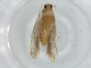  ( - BIOUG74455-C03)  @11 [ ] CreativeCommons - Attribution (2021) Centre for Biodiversity Genomics Centre for Biodiversity Genomics