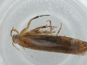  ( - BIOUG74455-D01)  @11 [ ] CreativeCommons - Attribution (2021) Centre for Biodiversity Genomics Centre for Biodiversity Genomics