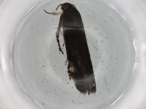  ( - BIOUG74781-D06)  @11 [ ] CreativeCommons - Attribution (2021) Centre for Biodiversity Genomics Centre for Biodiversity Genomics