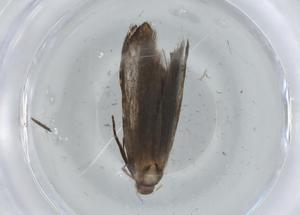  ( - BIOUG74796-C05)  @11 [ ] CreativeCommons - Attribution (2021) Centre for Biodiversity Genomics Centre for Biodiversity Genomics