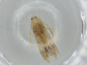  ( - BIOUG74867-D09)  @11 [ ] CreativeCommons - Attribution (2021) Centre for Biodiversity Genomics Centre for Biodiversity Genomics