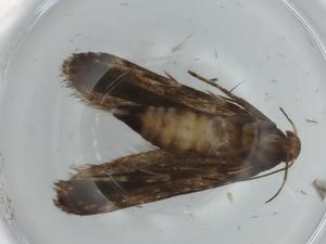  ( - BIOUG74869-A08)  @11 [ ] CreativeCommons - Attribution (2021) Centre for Biodiversity Genomics Centre for Biodiversity Genomics